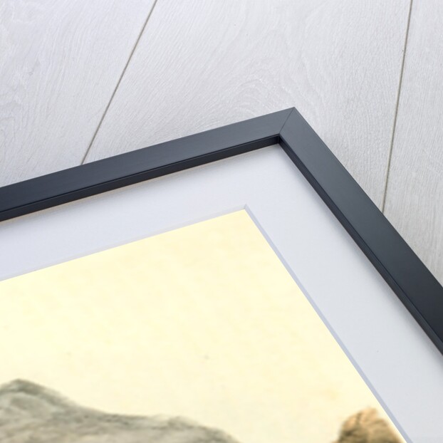 White-tailed Ptarmigan. Adult in Winter Plumage by John James Audubon