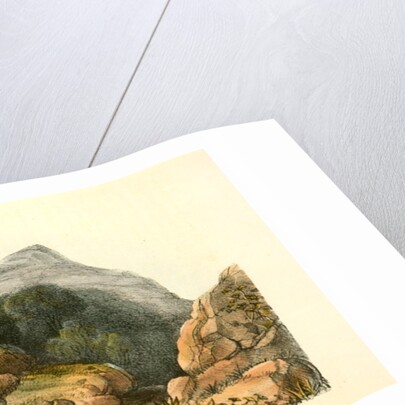 White-tailed Ptarmigan. Adult in Winter Plumage by John James Audubon