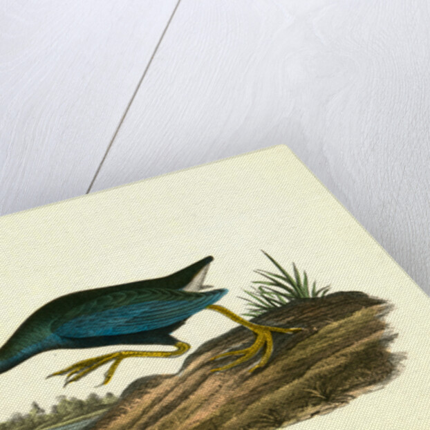 Purple Gallinule. Adult Male, Spring plumage by John James Audubon