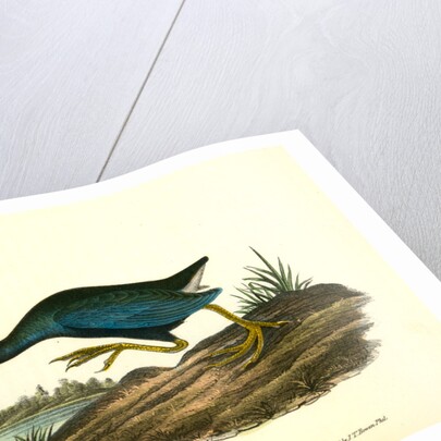 Purple Gallinule. Adult Male, Spring plumage by John James Audubon