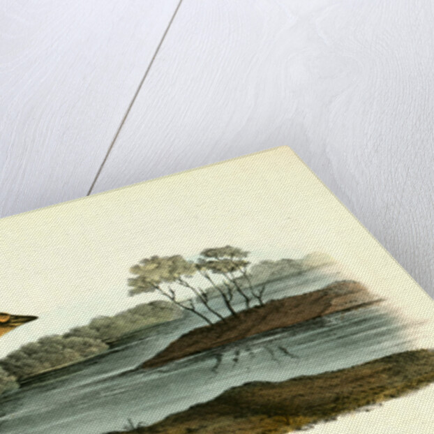 Yellow-breasted Rail. Adult Male in Spring by John James Audubon