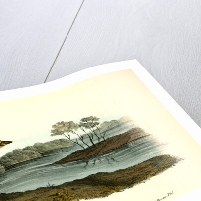 Yellow-breasted Rail. Adult Male in Spring by John James Audubon