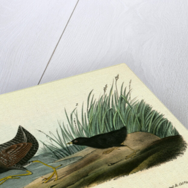 Least Water-Rail by John James Audubon