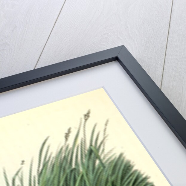 Least Water-Rail by John James Audubon