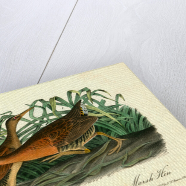 Great Red-breasted Rail, or fresh-water Marsh Hen by John James Audubon