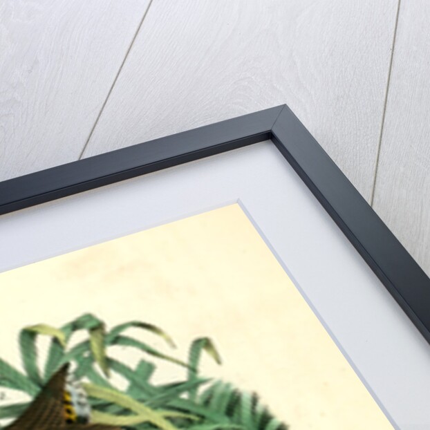 Great Red-breasted Rail, or fresh-water Marsh Hen by John James Audubon