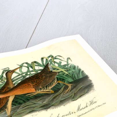 Great Red-breasted Rail, or fresh-water Marsh Hen by John James Audubon