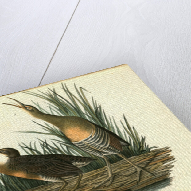 Clapper Rail, or Salt-water Marsh Hen by John James Audubon