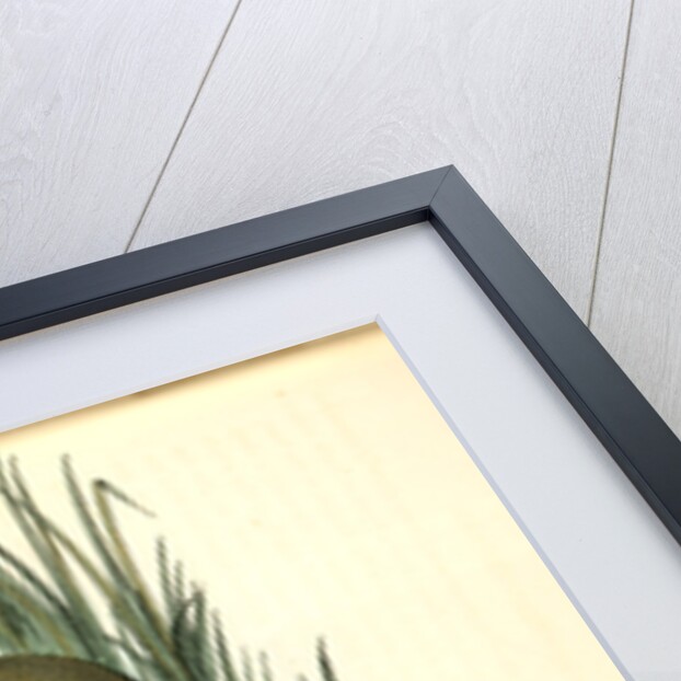 Clapper Rail, or Salt-water Marsh Hen by John James Audubon