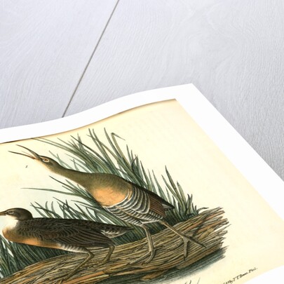 Clapper Rail, or Salt-water Marsh Hen by John James Audubon