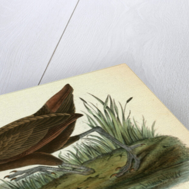 Scolopaceous Courlan by John James Audubon