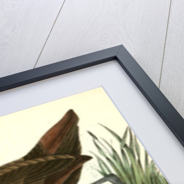 Scolopaceous Courlan by John James Audubon