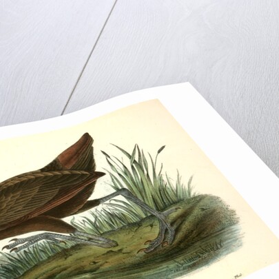 Scolopaceous Courlan by John James Audubon