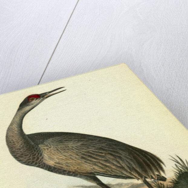 Wooping Crane. Young by John James Audubon