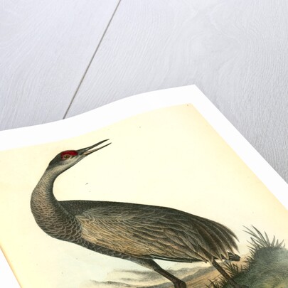 Wooping Crane. Young by John James Audubon