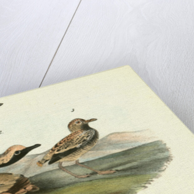 Black-bellied Plover by John James Audubon