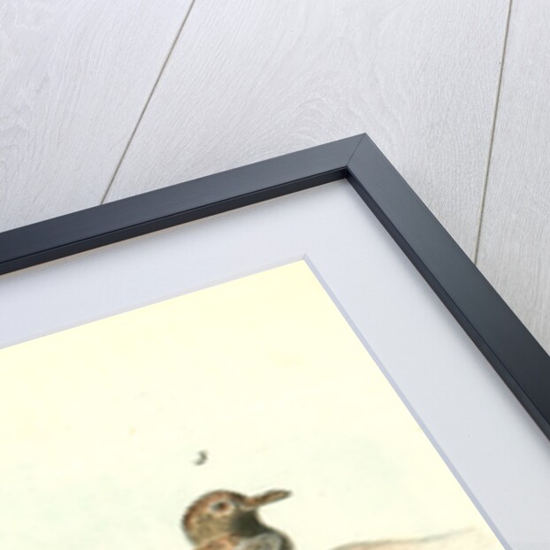 Black-bellied Plover by John James Audubon