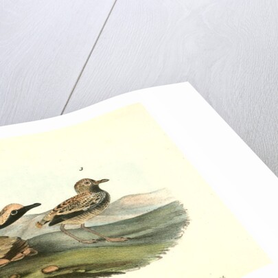 Black-bellied Plover by John James Audubon