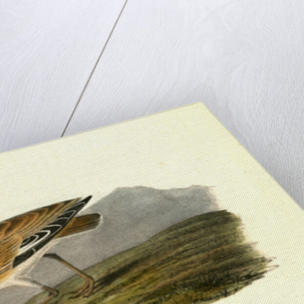 Rocky Mountain Plover. Female by John James Audubon