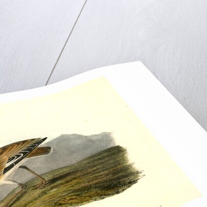 Rocky Mountain Plover. Female by John James Audubon
