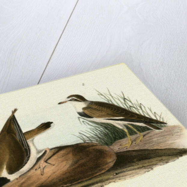 American Ring Plover by John James Audubon