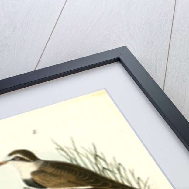 American Ring Plover by John James Audubon