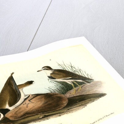 American Ring Plover by John James Audubon