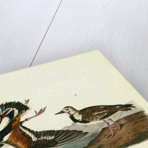 Turnstone by John James Audubon