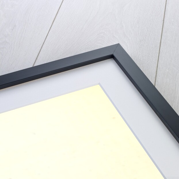 Turnstone by John James Audubon