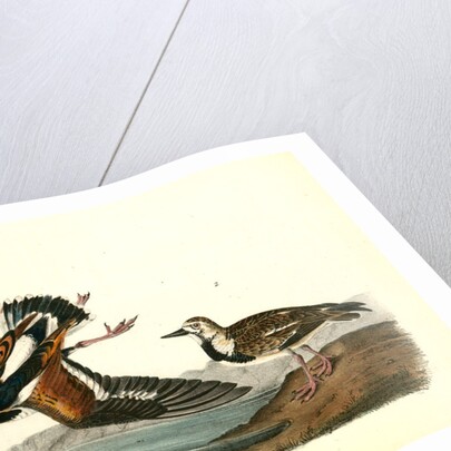 Turnstone by John James Audubon