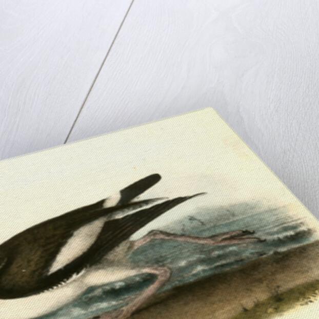 American Oyster-Catcher. Male by John James Audubon