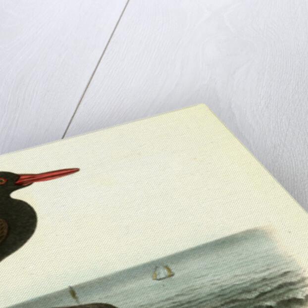 Townsend's Oyster-catcher. Female by John James Audubon