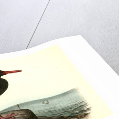 Townsend's Oyster-catcher. Female by John James Audubon