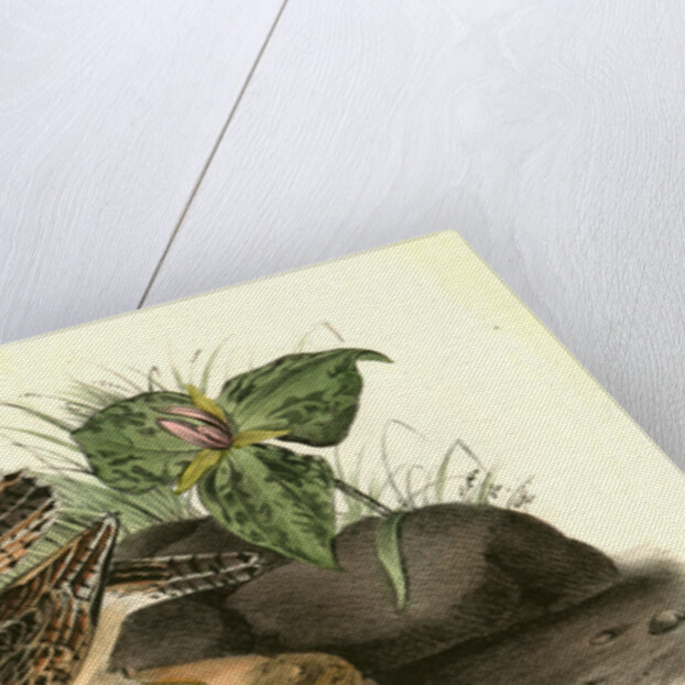 Bartramian Sandpiper by John James Audubon