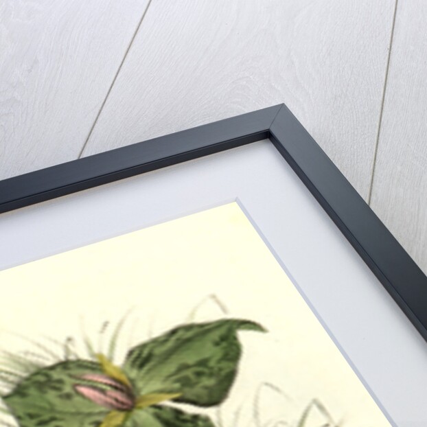 Bartramian Sandpiper by John James Audubon