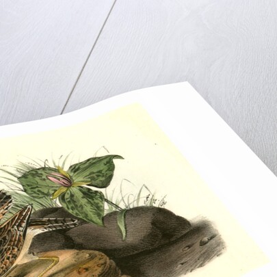 Bartramian Sandpiper by John James Audubon