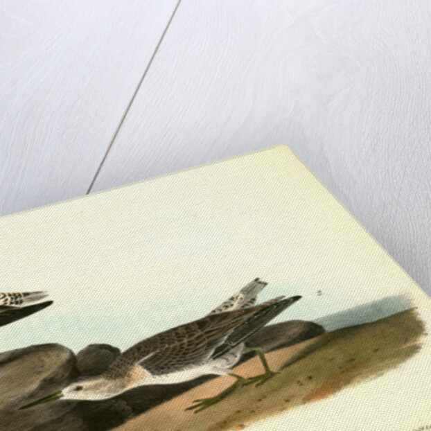 Red-breasted Sandpiper. 1.Summer plumage. 2. Winter by John James Audubon
