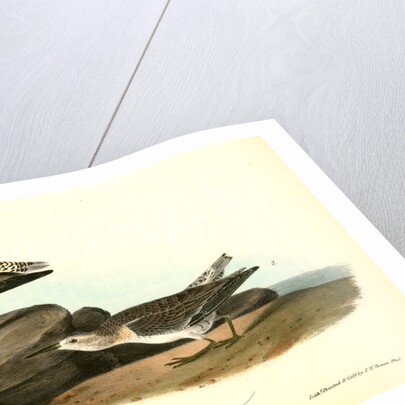 Red-breasted Sandpiper. 1.Summer plumage. 2. Winter by John James Audubon