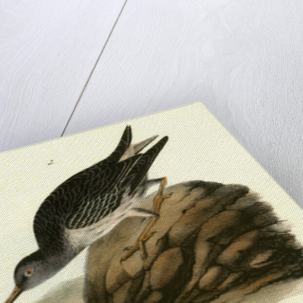 Purple Sandpiper. 1.Summer. 2. Winter by John James Audubon