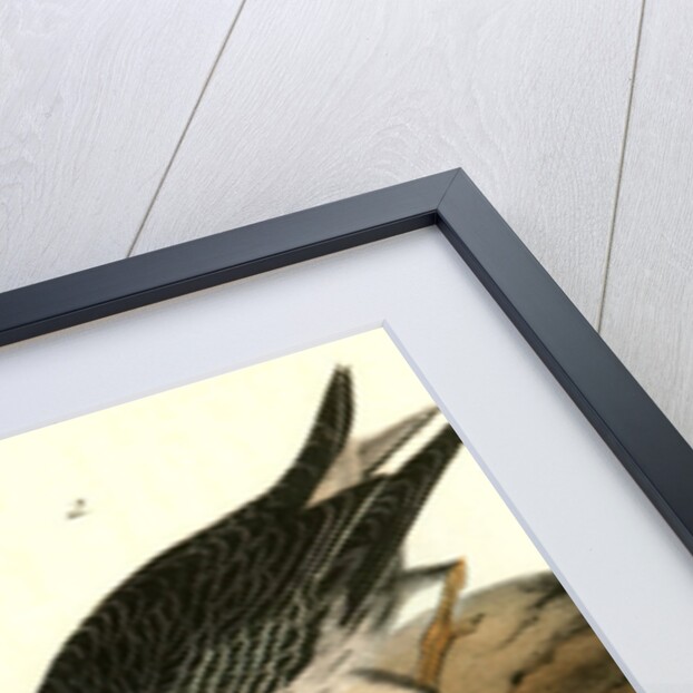 Purple Sandpiper. 1.Summer. 2. Winter by John James Audubon