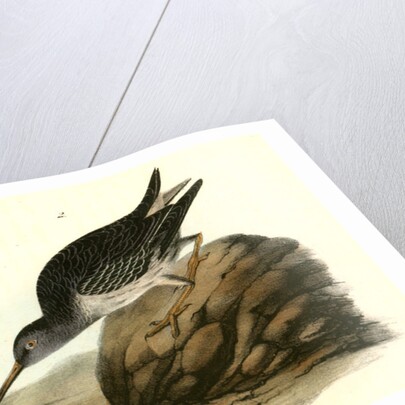 Purple Sandpiper. 1.Summer. 2. Winter by John James Audubon