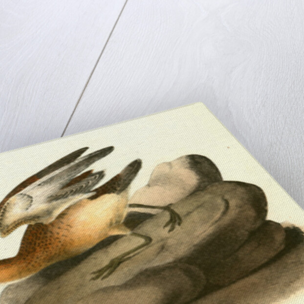 Buff-breasted Sandpiper. 1.Male. 2. Female by John James Audubon