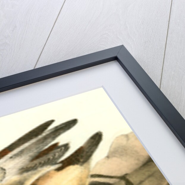 Buff-breasted Sandpiper. 1.Male. 2. Female by John James Audubon