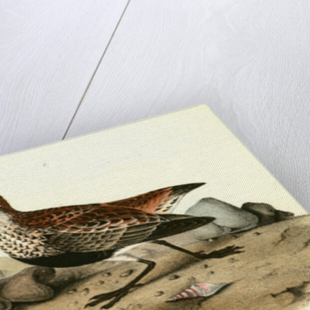 Red-backed Sandpiper by John James Audubon