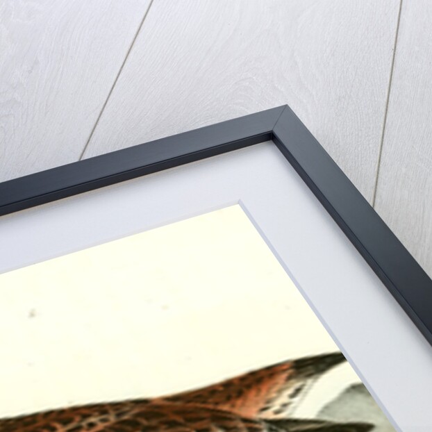 Red-backed Sandpiper by John James Audubon