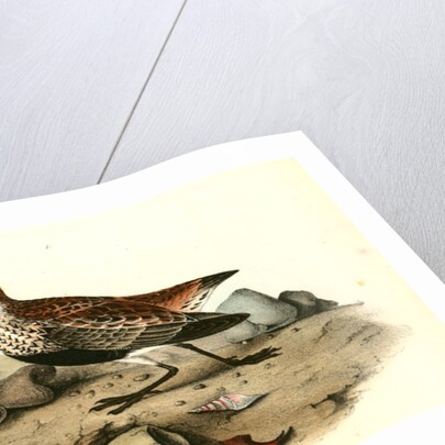 Red-backed Sandpiper by John James Audubon