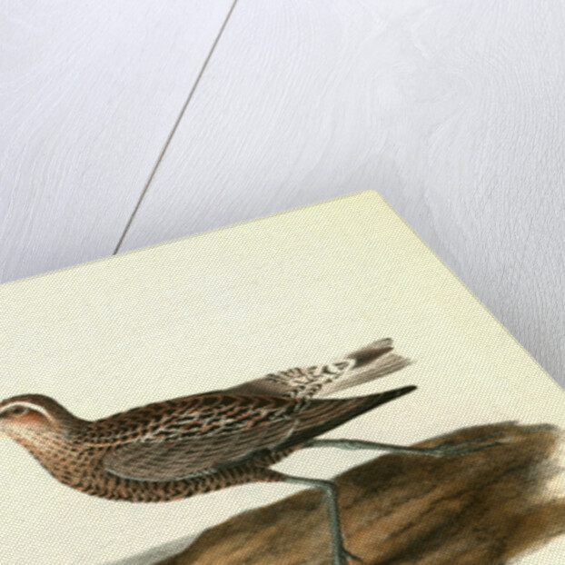 Long-legged Sandpiper by John James Audubon
