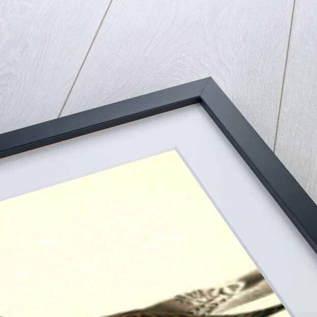 Long-legged Sandpiper by John James Audubon