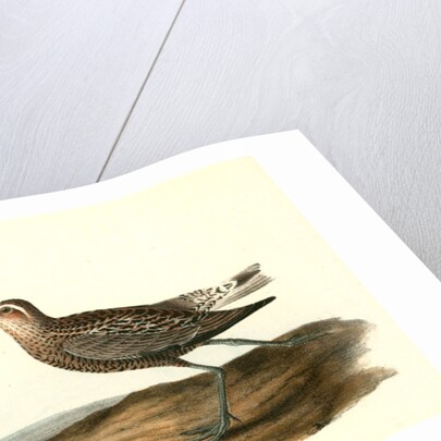 Long-legged Sandpiper by John James Audubon