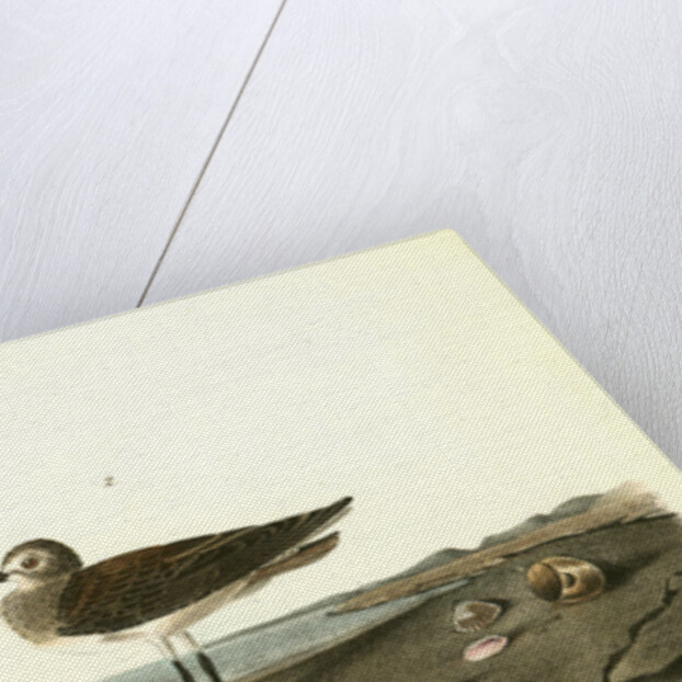 Schinz's Sandpiper by John James Audubon